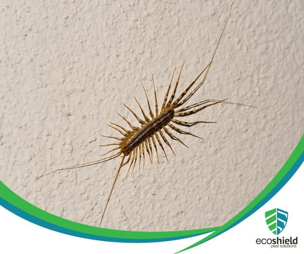 Why Might I See More Bugs After My Pest Treatment?